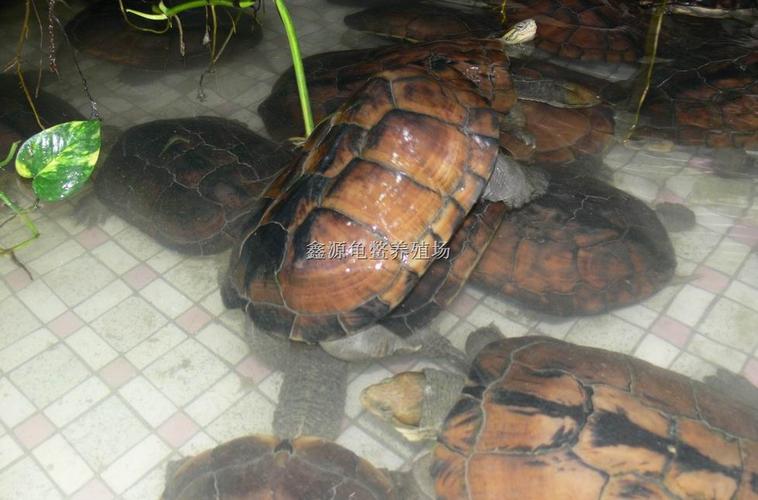 石金钱乌龟作为风水元素，其作用和影响究竟有多大呢？