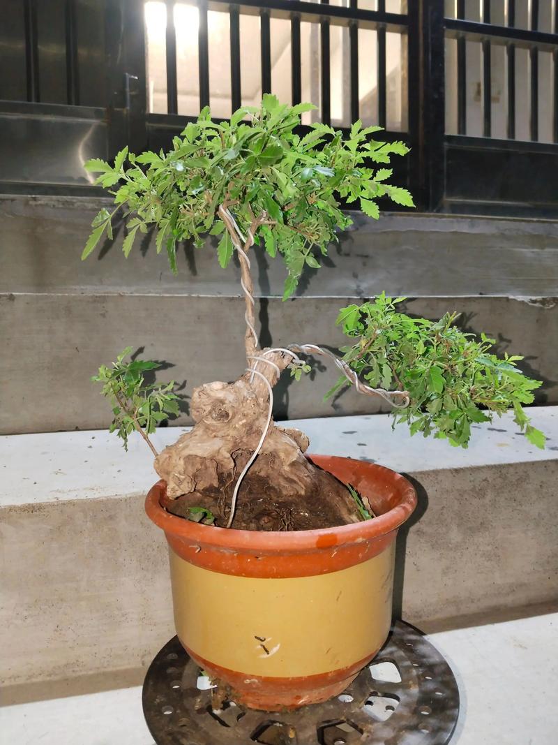 黄荆种植在室内是否有利于家居风水布局？
