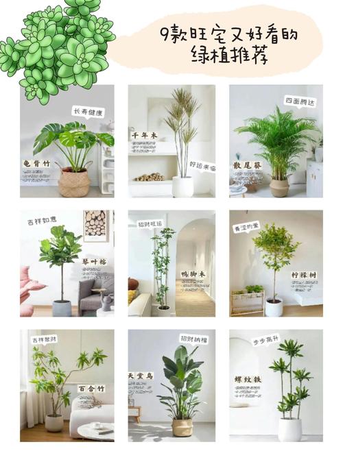 门口植物过多，会对家宅风水产生哪些不利影响呢？