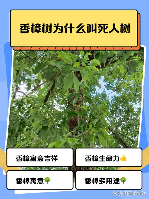 樟树命是什么命，算命的说我是樟树命是什么意思？