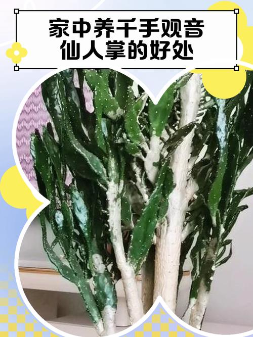 家里适合养仙女掌吗？这对风水有好处吗？