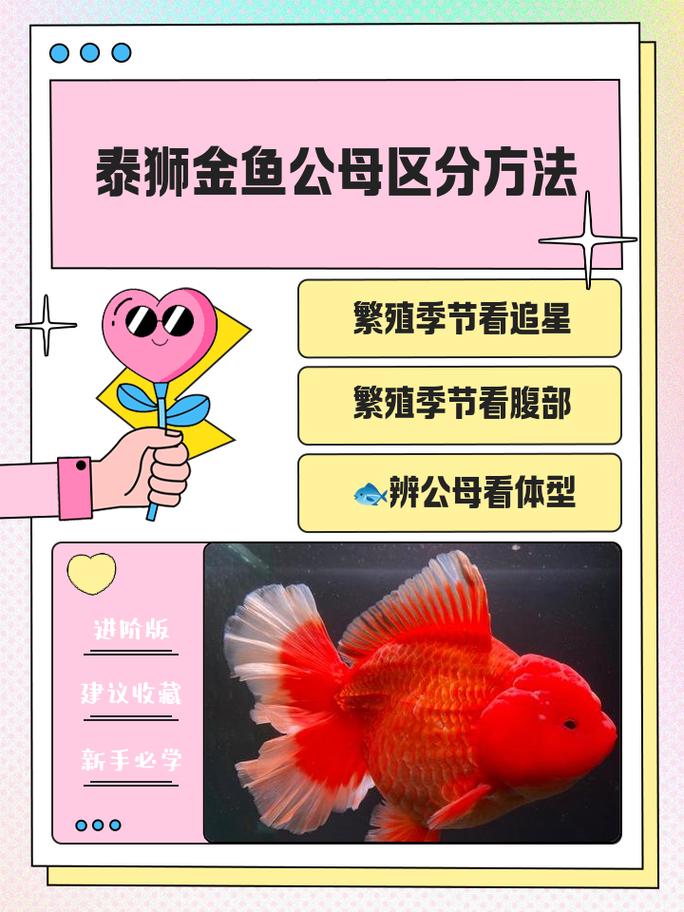 狮子和鱼风水上是否相冲，有什么具体原因和影响？