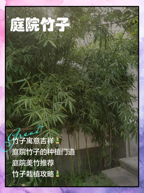 大门前种竹林会对家宅风水产生怎样的影响呢？