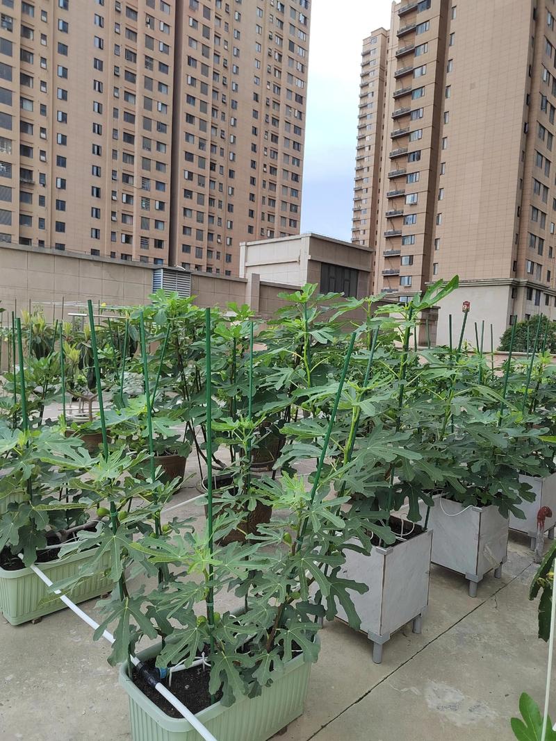 为什么风水学认为楼顶不宜种植蔬菜呢？