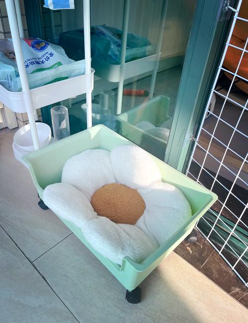 阳台养狗风水如何，是否适宜放置狗狗？