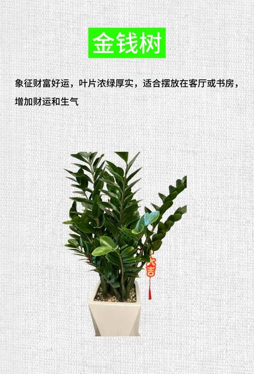 家里摆放植物对风水有何具体影响？