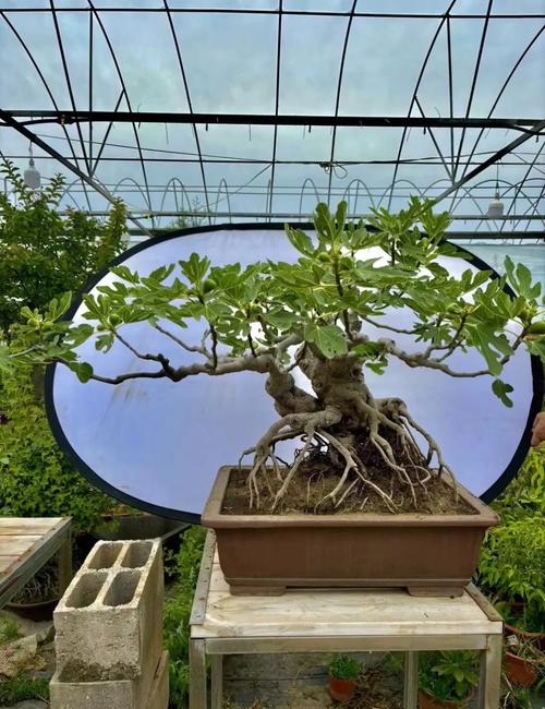 无花果盆栽摆放对家居风水有影响吗？