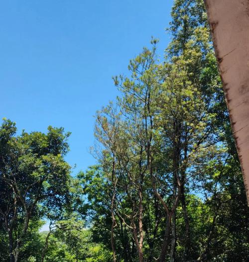 广西五皇山的风水是否真的嫩孕育出一代皇帝呢？