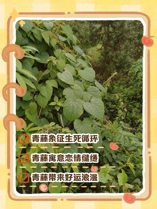 藤蔓植物对风水有何具体影响？