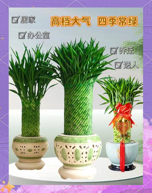 家里摆放什么物品能帮助大林木命的人运势旺盛？