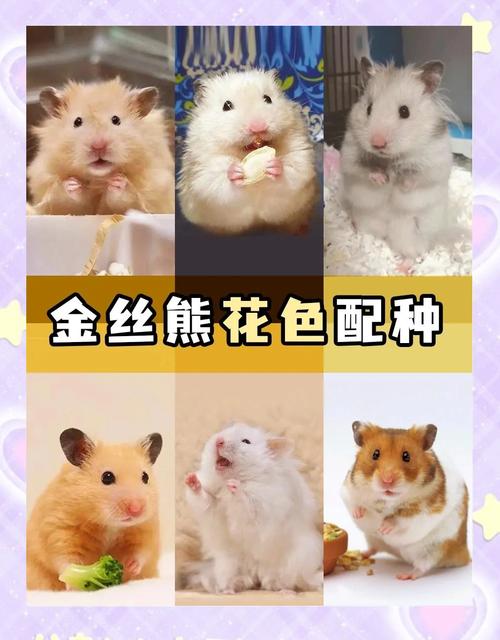 养金丝熊需要注意哪些风水讲究，才能让它们健康成长呢？