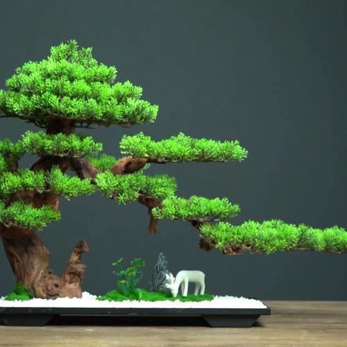 松树摆放在客厅风水上合适吗？