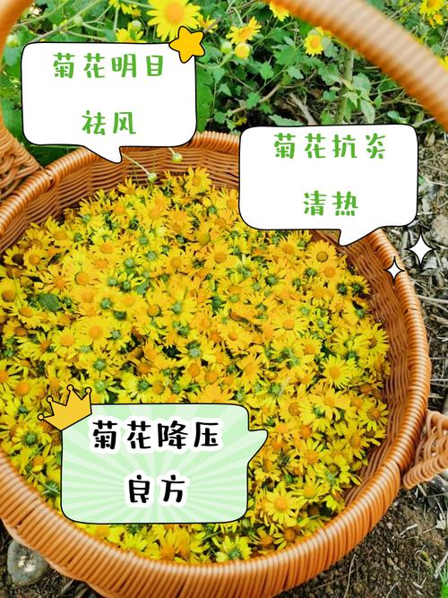 小菊种植时有哪些风水上的特别禁忌需要注意？
