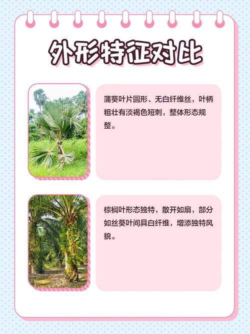 棕榈蒲葵对风水的影响究竟有多大？