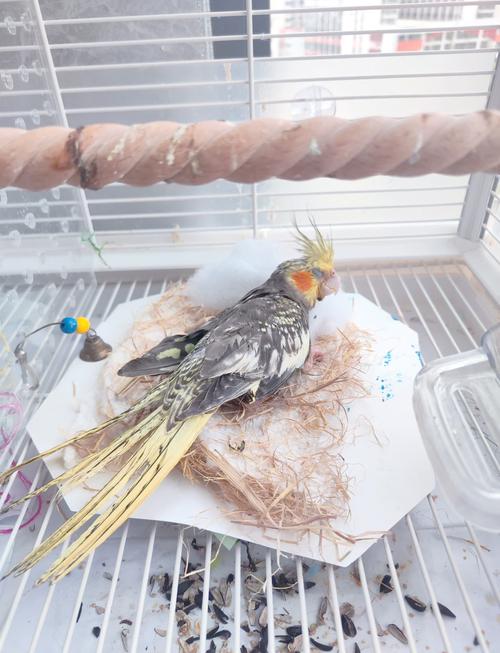 玄凤死亡是否与风水有关联？