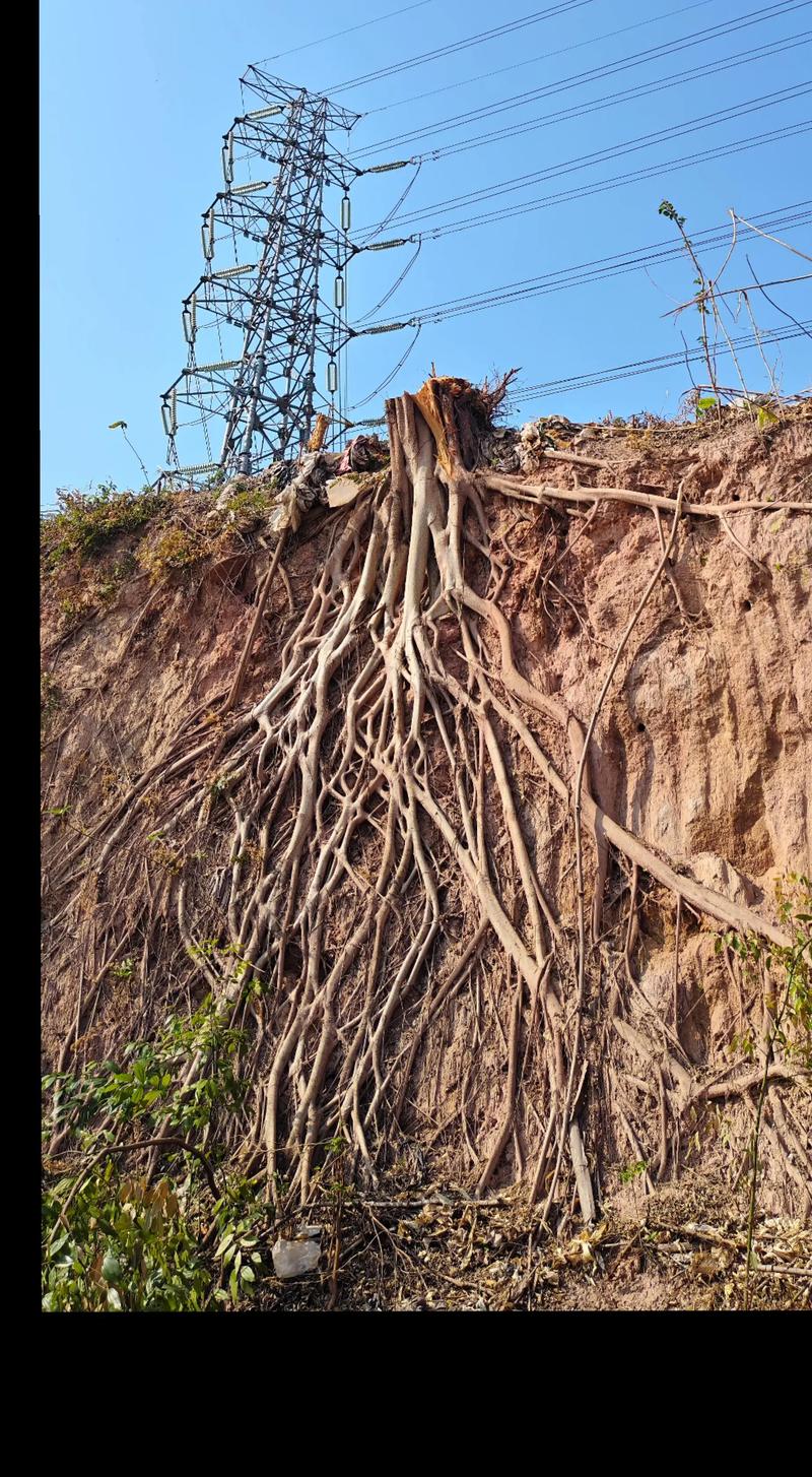 根好树真的旺风水吗？这是真的吗？