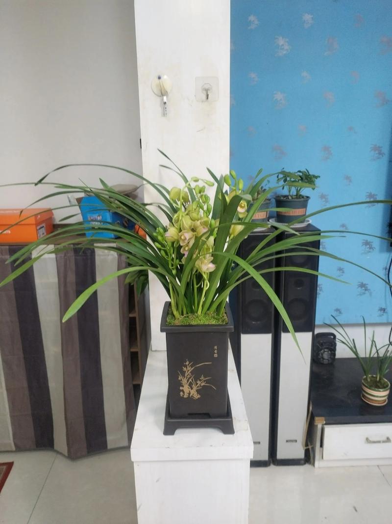 客厅摆放兰草适合风水吗？有没有什么讲究？