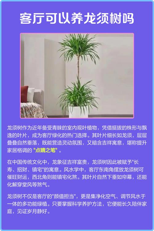 客厅摆放龙血树在风水上是否适宜？