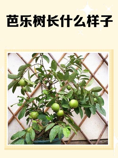 庭院种植芭乐会对风水产生怎样的影响呢？