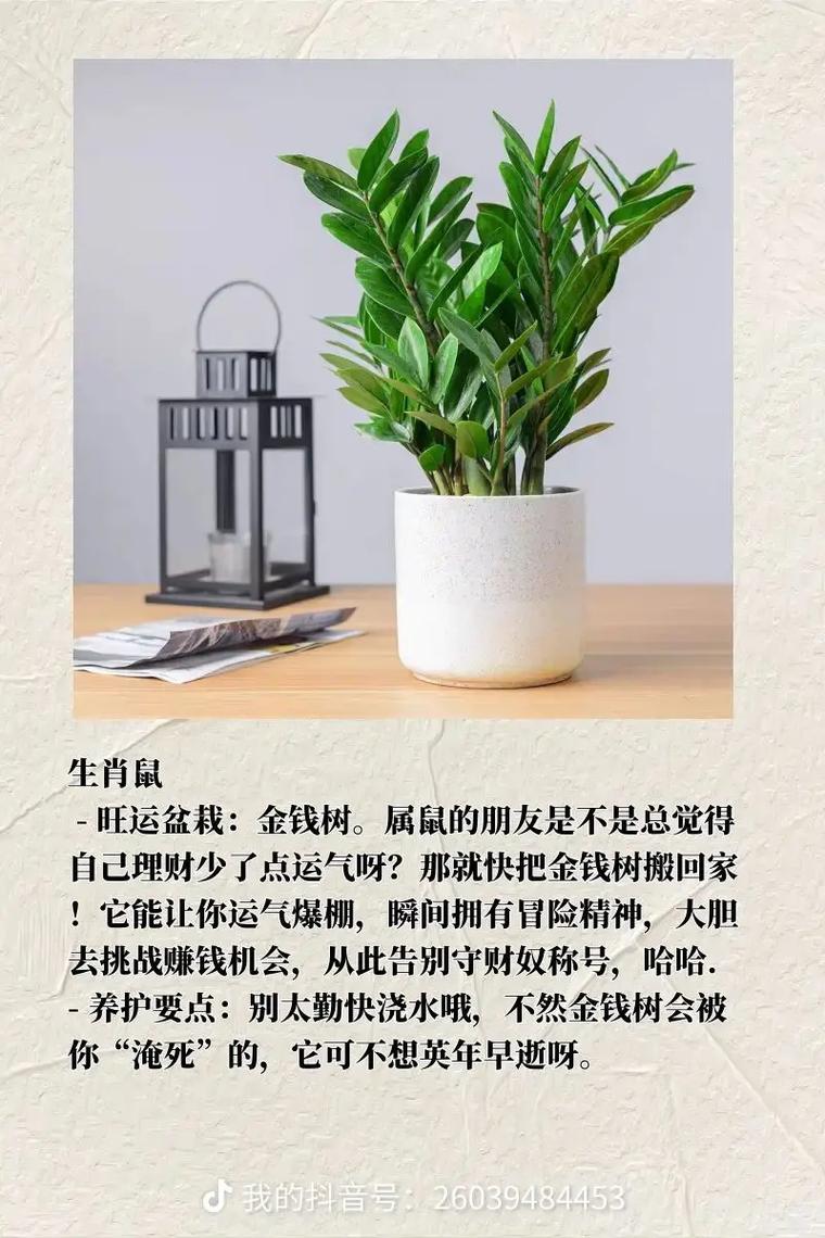 生肖属猪的人命里缺少什么适合养什么植物来弥补？