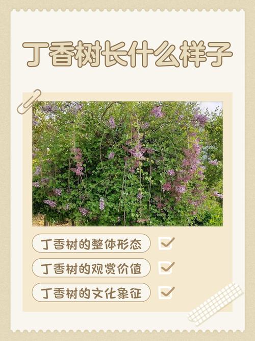丁香树在风水学中扮演着怎样的角色？