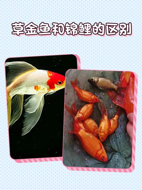 鲸鲤鱼究竟是不是风水鱼的一种呢？