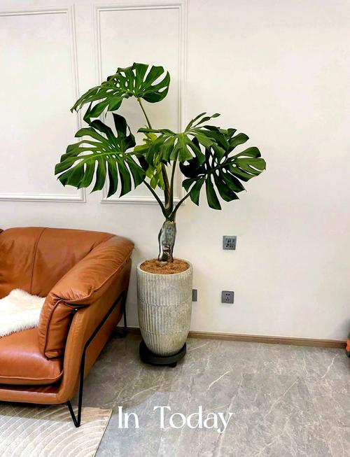 龟背植物对家居风水有何具体影响？