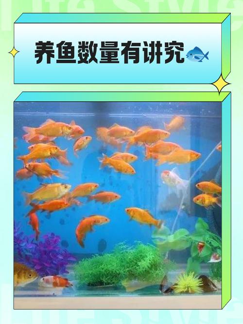 为什么风水鱼不能只养双数条，有什么讲究吗？