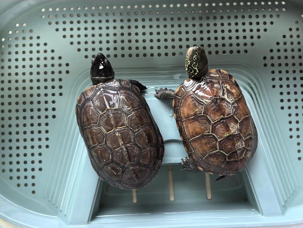 中华草龟放置家中是否能够提升家居风水效果？