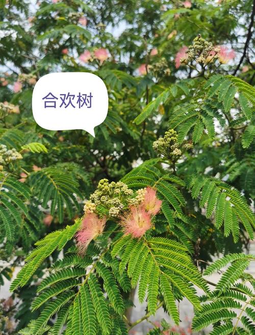 合欢树在风水学中是否容易招引不干净的东西呢？