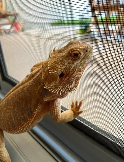 家养蜥蜴真的会对家居风水产生重大影响吗？