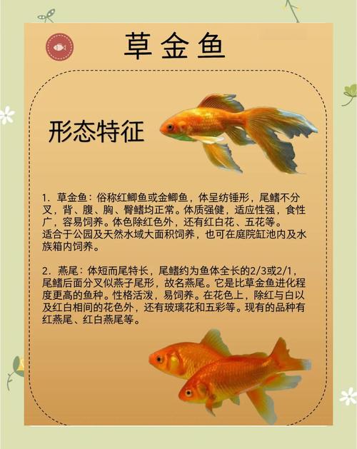 养金鱼真的需要讲究风水，否则会影响它们的生长和运势吗？