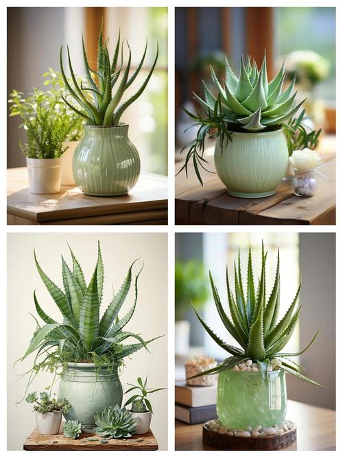 风水房间适合摆放芦荟吗？哪种风水布局更适宜芦荟生长？