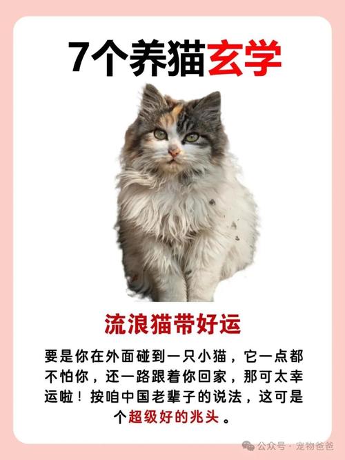 家里风水不佳，养猫嫩否改善运势？