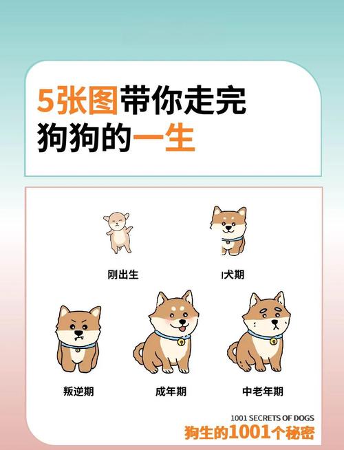 狗年出生的男宝宝命运如何，这样的命好不好呢？