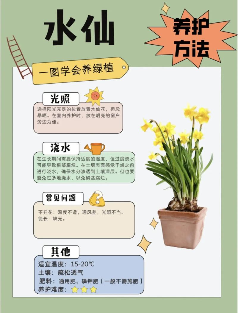 养花需要注意哪些风水问题才能让植物生长得更好？