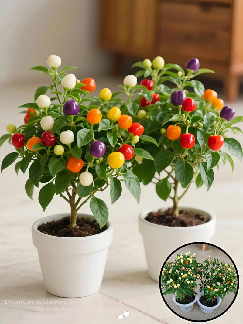 家里种植五彩椒会对家居风水产生怎样的影响？