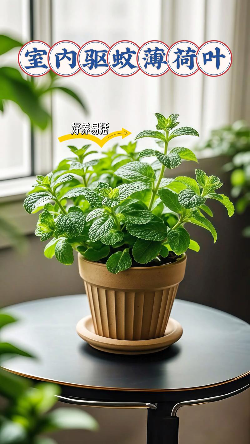 薄荷的风水属性是阴性吗？这会对家居布局有影响吗？