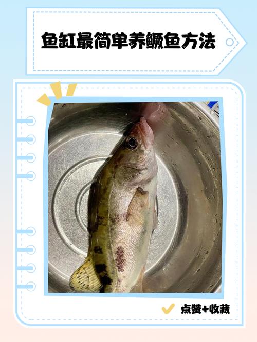 家里养桂鱼风水如何，适宜吗？
