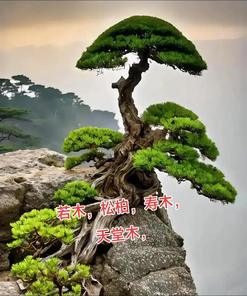 虎松柏木命与什么命最配？松柏木命的人命运如何改写？