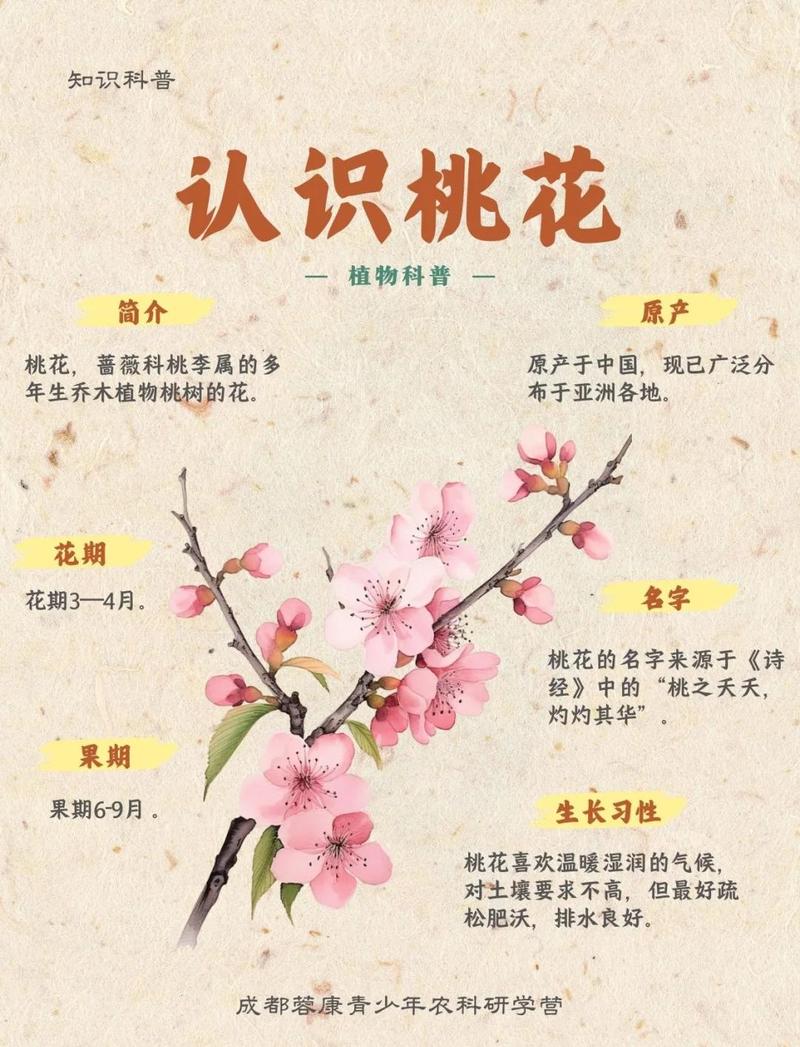 命里带桃花是什么意思？花命和命带八专桃花有何不同？
