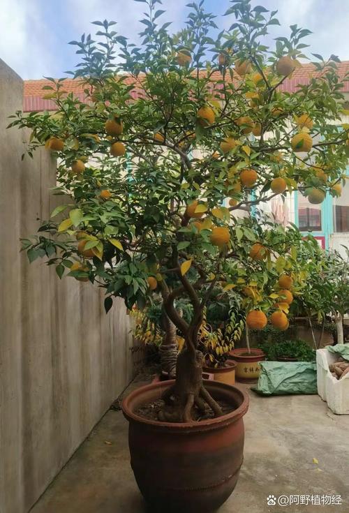 仿桔子树风水布局对家居环境有不良影响吗？