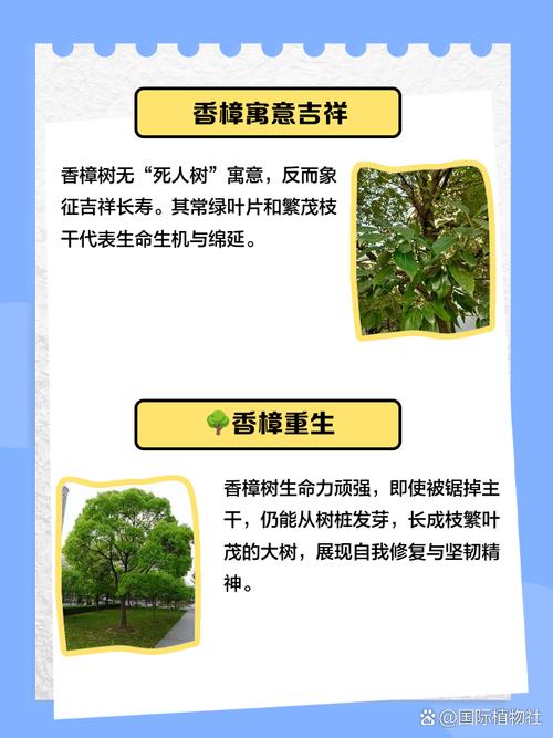 樟树命是什么命，算命的说我是樟树命是什么意思？