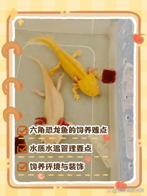 六角龙鱼作为风水鱼，其寓意和作用究竟有何特别之处呢？