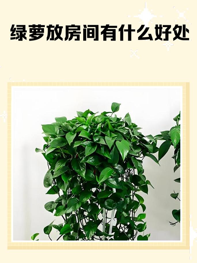 卧室摆放风水绿萝有什么好处？