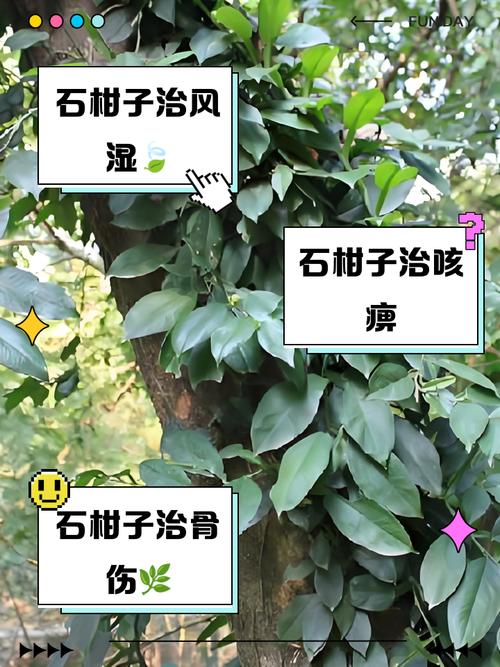 玉石桔子树对家居风水有哪些具体的好处？