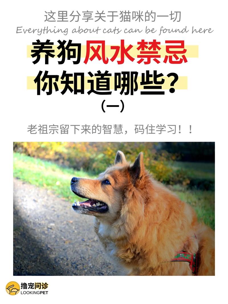 养狗在风水上有哪些讲究和注意事项？