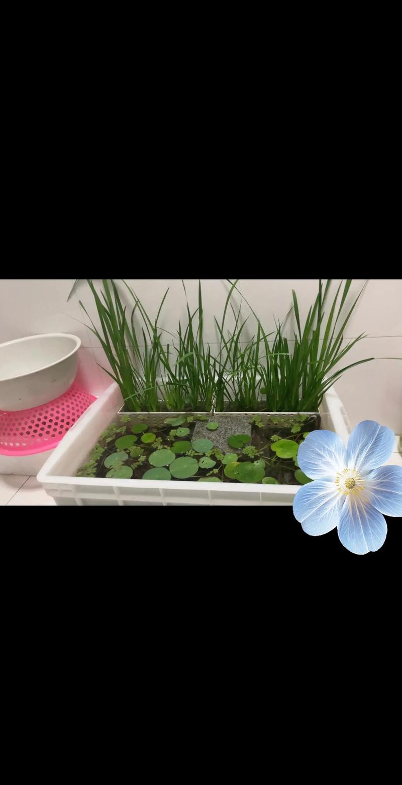 鱼缸放置菖蒲风水如何，是否适宜？