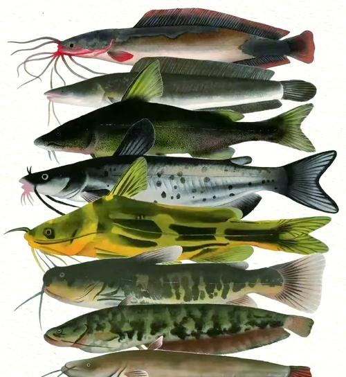 鲶鱼在家摆放会对家居风水产生怎样的影响或作用？