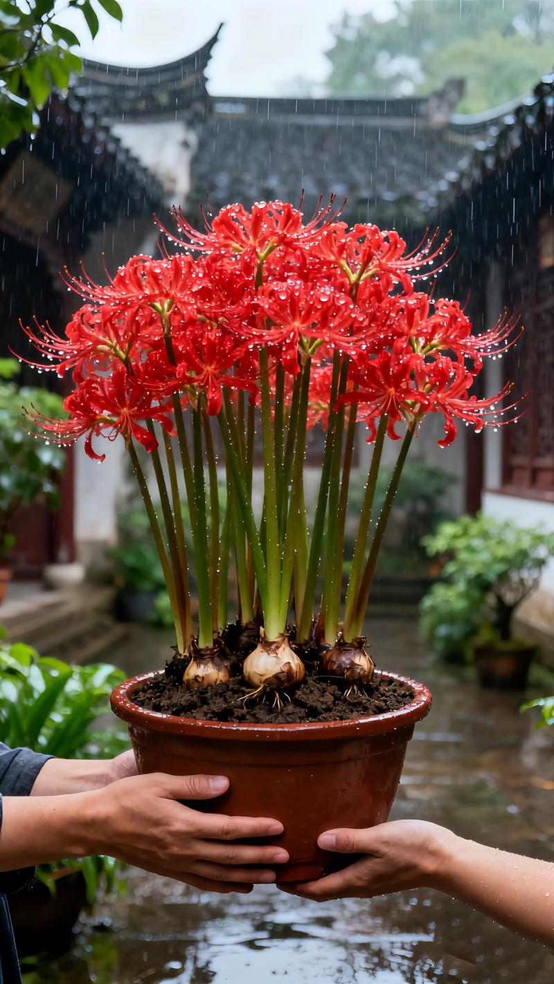 阳台种植彼岸花对风水有影响吗？